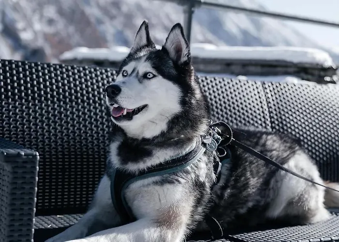 木屋 Private Whole-hotel In 360 Alpine Views Sauna & Hot Tub *